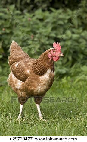 Chicken in a field View Large Photo Image Stock Photo - Chicken in a field. Fotosearch