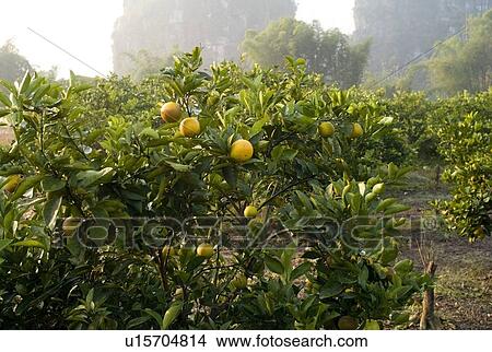 Picture - China; Orange trees. Fotosearch