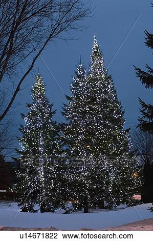 Christmas trees with lit up fairy lights outside View Large Photo Image Stock Image - Christmas trees with lit up fairy lights outside. Fotosearch