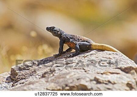 Chuckwalla (Iguanidae Sauromalus) View Large Photo Image Stock Photography - Chuckwalla (Iguanidae Sauromalus). Fotosearch