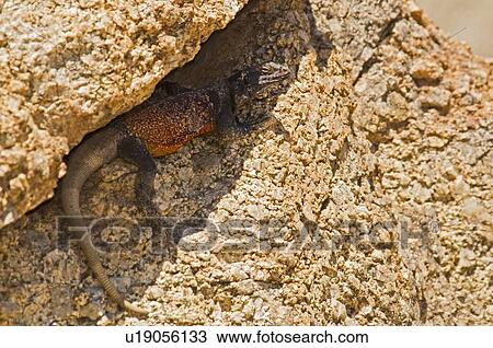 Stock Image - Chuckwalla lizard (Iguanidae Sauromalus) . Fotosearch