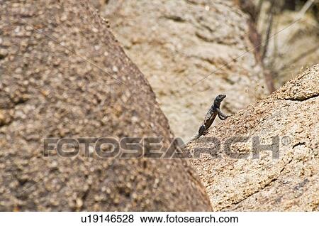 Chuckwalla lizard (Sauromalus ater) View Large Photo Image Stock Photo - Chuckwalla lizard (Sauromalus ater). Fotosearch