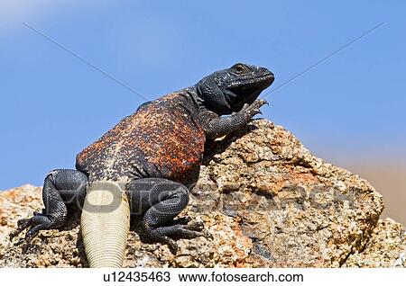Stock Image - Chuckwalla (Sauromalus ater); basking in the sun. Fotosearch