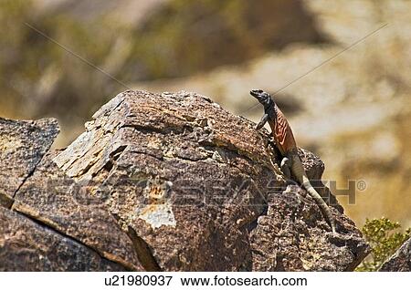 Chuckwalla (Sauromalus ater); basking on a granite boulder View Large Photo Image Stock Photo - Chuckwalla (Sauromalus ater); basking on a granite boulder. Fotosearch
