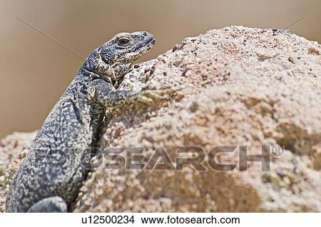 Picture - Chuckwalla (Sauromalus ater). Fotosearch