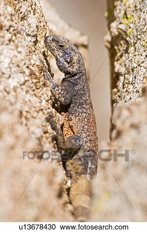 Stock Image - Chuckwalla (Sauromalus ater). Fotosearch