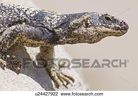 Chuckwalla (Sauromalus ater) View Large Photo Image Stock Image - Chuckwalla (Sauromalus ater). Fotosearch