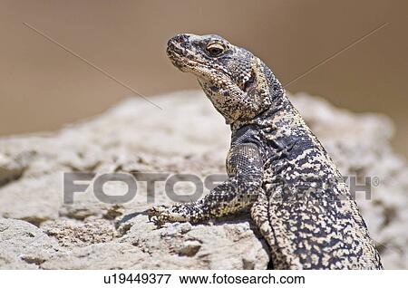 Chuckwalla (Sauromalus ater) View Large Photo Image Stock Photo - Chuckwalla (Sauromalus ater). Fotosearch