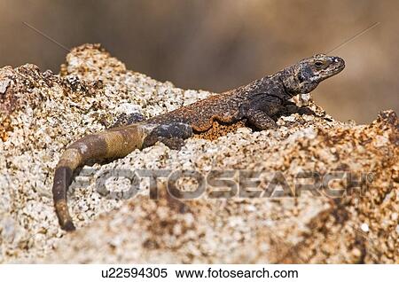 Stock Photography - Chuckwalla (Sauromalus ater). Fotosearch