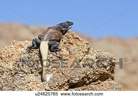 Chuckwalla (Sauromalus ater) View Large Photo Image Stock Photography - Chuckwalla (Sauromalus ater). Fotosearch