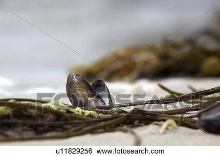 Clam shell View Large Photo Image Stock Photograph - Clam shell. Fotosearch