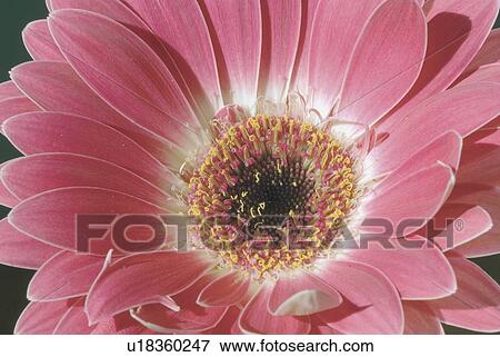 Stock Photo - Close-up of a pink gerbera daisy. Fotosearch