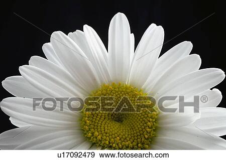 Close-up of daisy View Large Photo Image Stock Photo - Close-up of daisy. Fotosearch