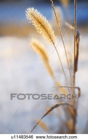 Stock Photograph - Close-up of ears of wheat. Fotosearch