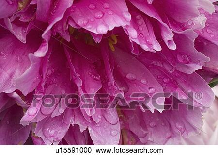 Close-up of pink flower View Large Photo Image Stock Image - Close-up of pink flower. Fotosearch