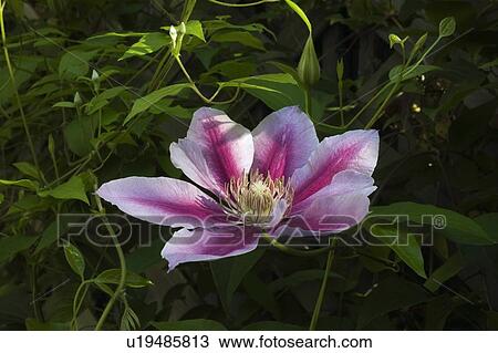 Close-up of pink flower View Large Photo Image Stock Image - Close-up of pink flower. Fotosearch