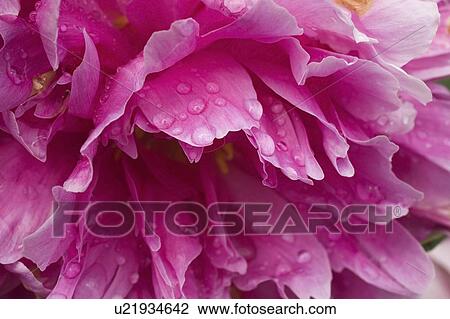 Close-up of pink flower View Large Photo Image Stock Image - Close-up of pink flower. Fotosearch