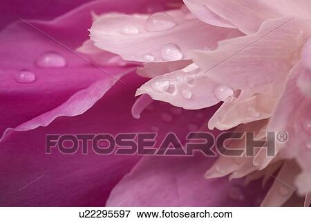 Close-up of pink flower View Large Photo Image Stock Photo - Close-up of pink flower. Fotosearch