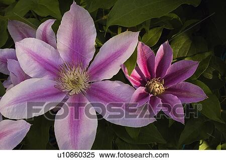 Close-up of pink flowers View Large Photo Image Stock Photography - Close-up of pink flowers. Fotosearch