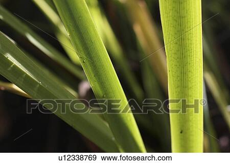 Close up of plant leaves View Large Photo Image Stock Photo - Close up of plant leaves. Fotosearch
