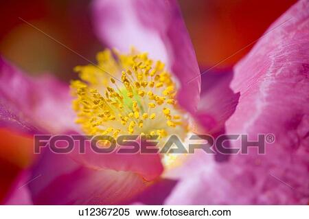 Stock Photography - Close up of shirley poppy. Fotosearch