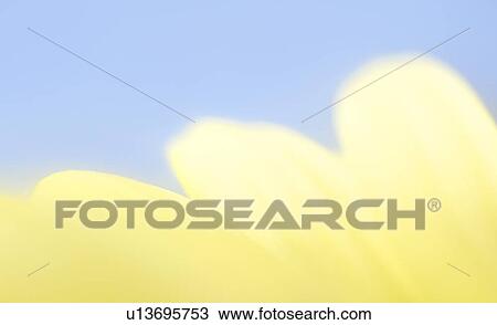 Close-up of yellow flower petals View Large Photo Image Stock Image - Close-up of yellow flower petals. Fotosearch