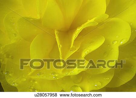Stock Photo - Close-up of yellow flower. Fotosearch