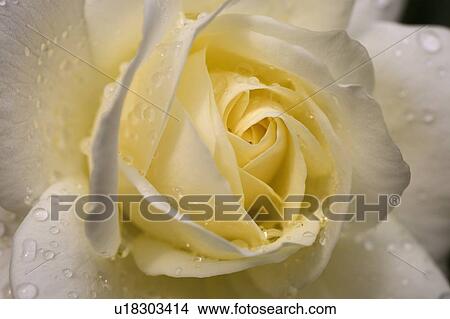 Picture - Close-up of yellow rose. Fotosearch
