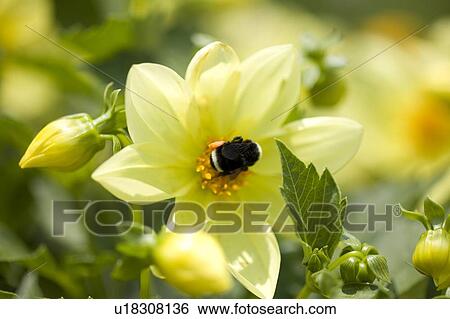 Closeup of a flower, Mount Hood, Oregon, USA View Large Photo Image Stock Photograph - Closeup of a flower, Mount Hood, Oregon, USA . Fotosearch