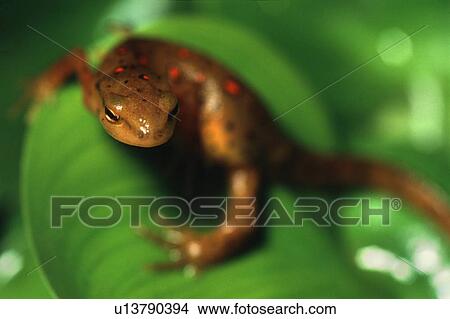 Closeup of newt on leaf View Large Photo Image Picture - Closeup of newt on leaf. Fotosearch