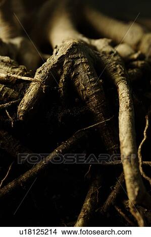 Picture - Closeup of roots. Fotosearch