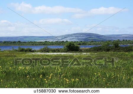 Co Clare, Ireland; At the foot of the Burren View Large Photo Image Stock Image - Co Clare, Ireland; At the foot of the Burren. Fotosearch
