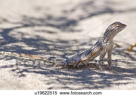 Coachella Valley Fringe-toed Lizard (Uma inornata) View Large Photo Image Stock Photography - Coachella Valley Fringe-toed Lizard (Uma inornata). Fotosearch