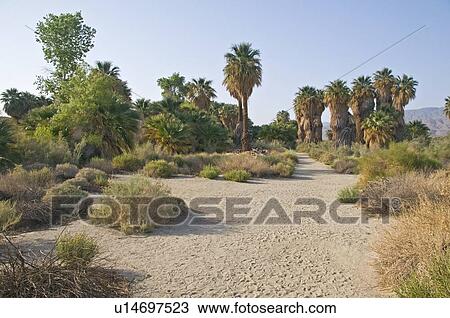 Coachella Valley Preserve, California, USA View Large Photo Image Stock Image - Coachella Valley Preserve, California, USA. Fotosearch