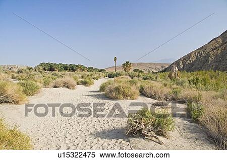 Coachella Valley Preserve, California, USA View Large Photo Image Stock Photography - Coachella Valley Preserve, California, USA . Fotosearch