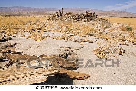 Stock Photography - Coachella Valley Preserve; Flat-tailed horned lizard (Phrynosoma mccalli). Fotosearch