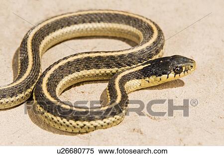 Coast garter snake, (Thamnophis elegans terrestris); snake on the ground View Large Photo Image Stock Photography - Coast garter snake, (Thamnophis elegans terrestris); snake on the ground. Fotosearch