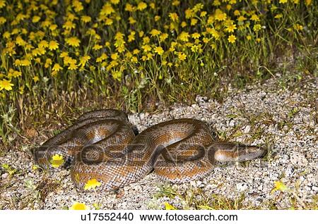 Stock Image - Coastal rosy boa (Lichanura trivirgata roseofusca). Fotosearch