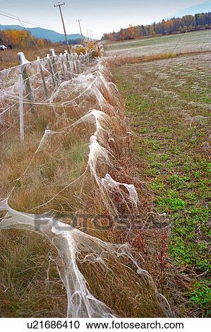 Stock Image - Cob webs covering fence posts. Fotosearch