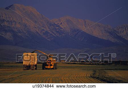 Combine and truck harvesting crop View Large Photo Image Picture - Combine and truck harvesting crop. Fotosearch