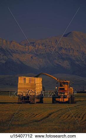 Combine and truck harvesting crop View Large Photo Image Stock Image - Combine and truck harvesting crop. Fotosearch