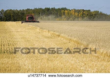 Combine harvesting wheat field View Large Photo Image Picture - Combine harvesting wheat field. Fotosearch