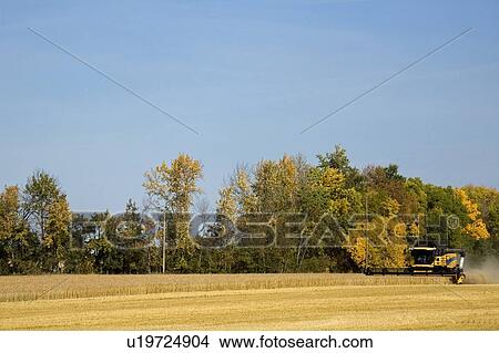 Combine harvesting wheat field View Large Photo Image Picture - Combine harvesting wheat field. Fotosearch