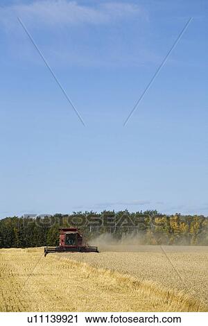 Combine harvesting wheat field View Large Photo Image Stock Image - Combine harvesting wheat field. Fotosearch