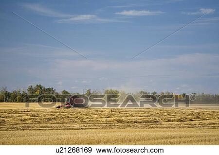 Combine harvesting wheat field View Large Photo Image Stock Photo - Combine harvesting wheat field. Fotosearch