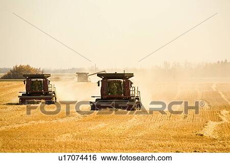 Stock Photograph - Combine harvesting wheat field. Fotosearch