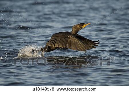 Cormorant (Phalacrocorax) View Large Photo Image Stock Photo - Cormorant (Phalacrocorax) . Fotosearch