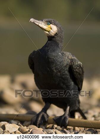 Cormorant View Large Photo Image Stock Photograph - Cormorant. Fotosearch