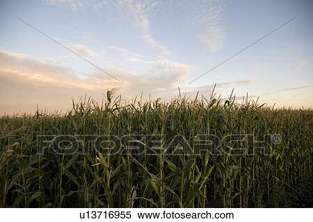Stock Photography - Cornfield, Manitoba, Canada. Fotosearch