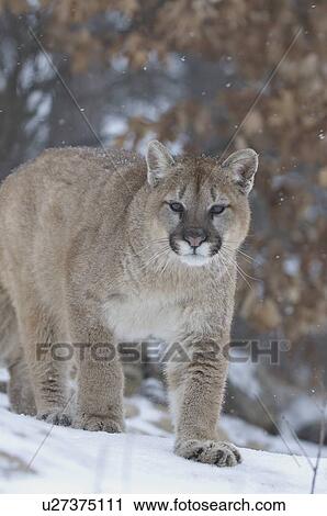 Stock Image - Cougar in snowfall . Fotosearch